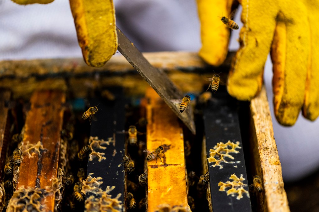 Beekeeper uses a tool to handle a bee.