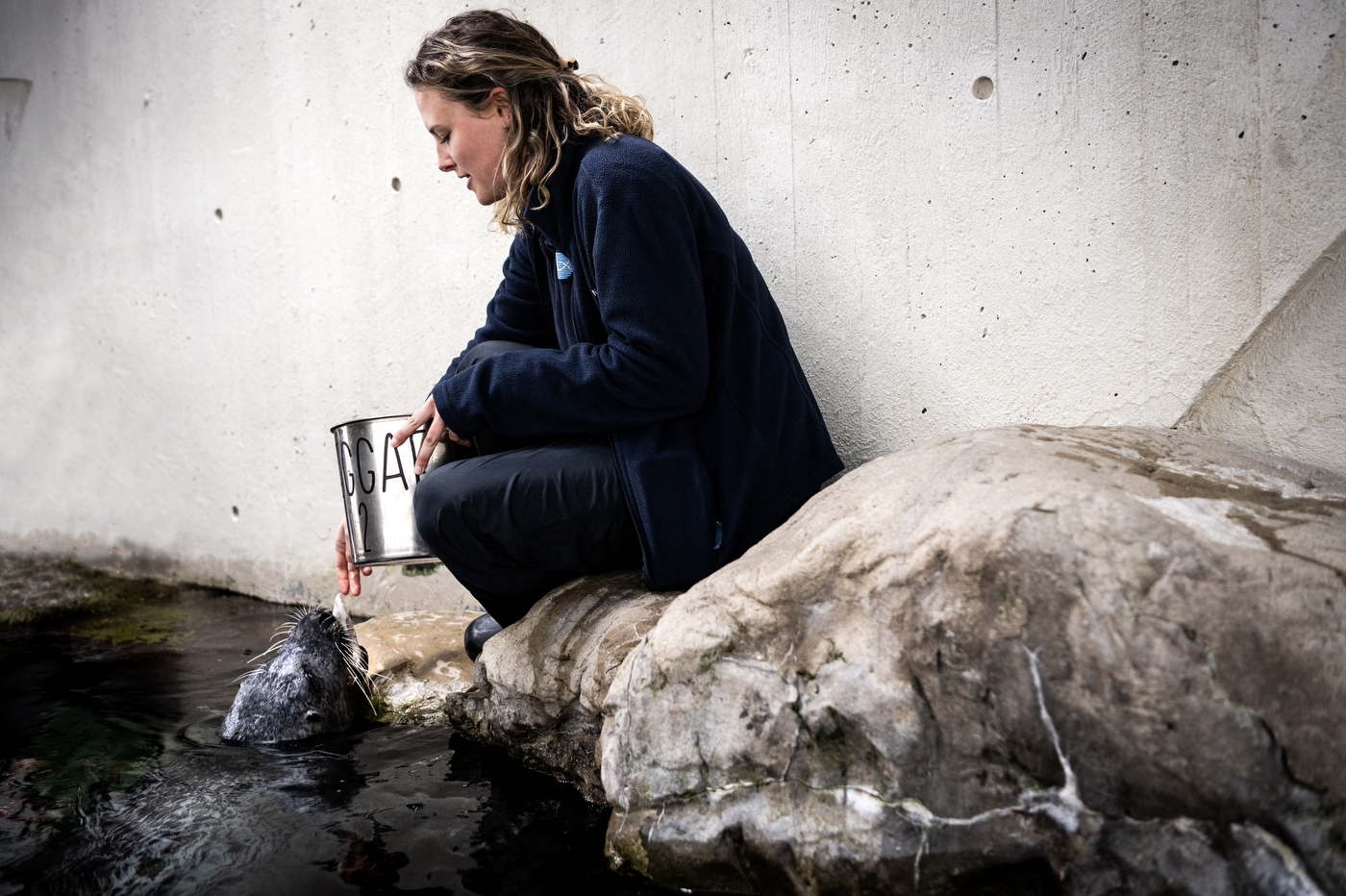 Isabella Welch feeding a harbot seal