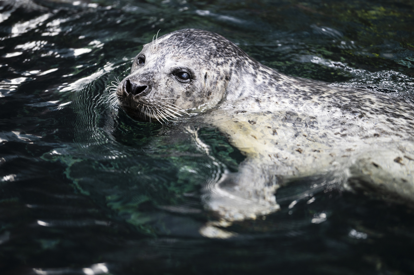 harbor seal