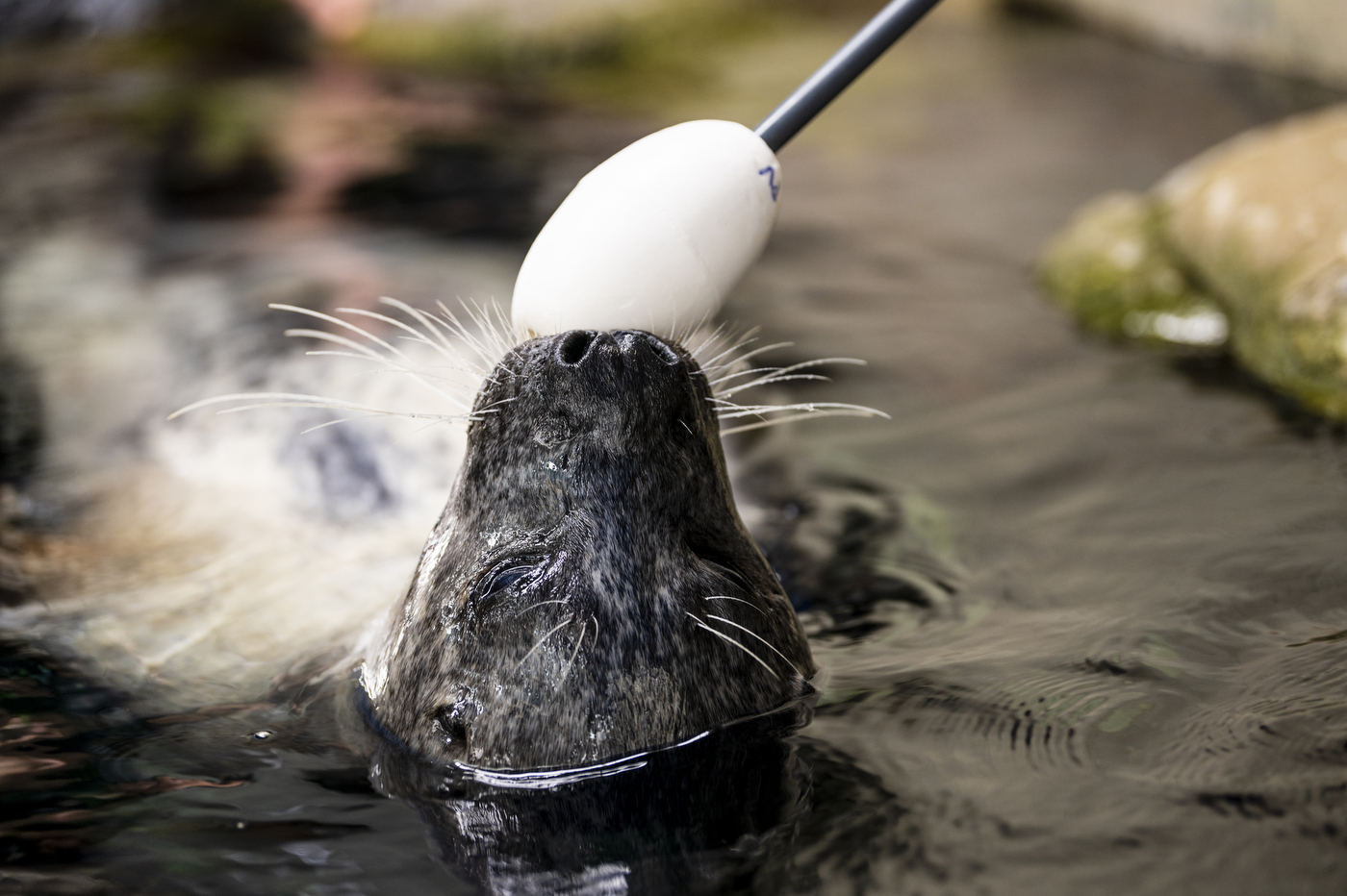 harbor seal touching the end of a stick with its nose