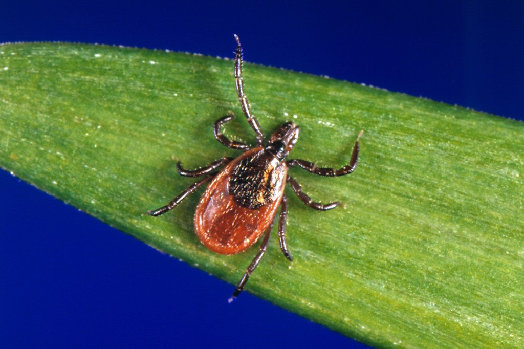 A tick on a leaf.