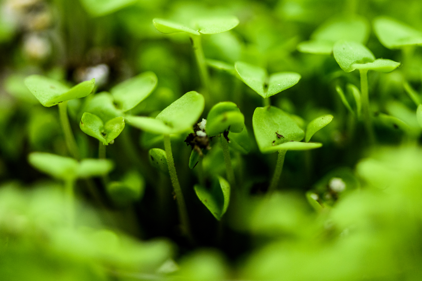 microgreens