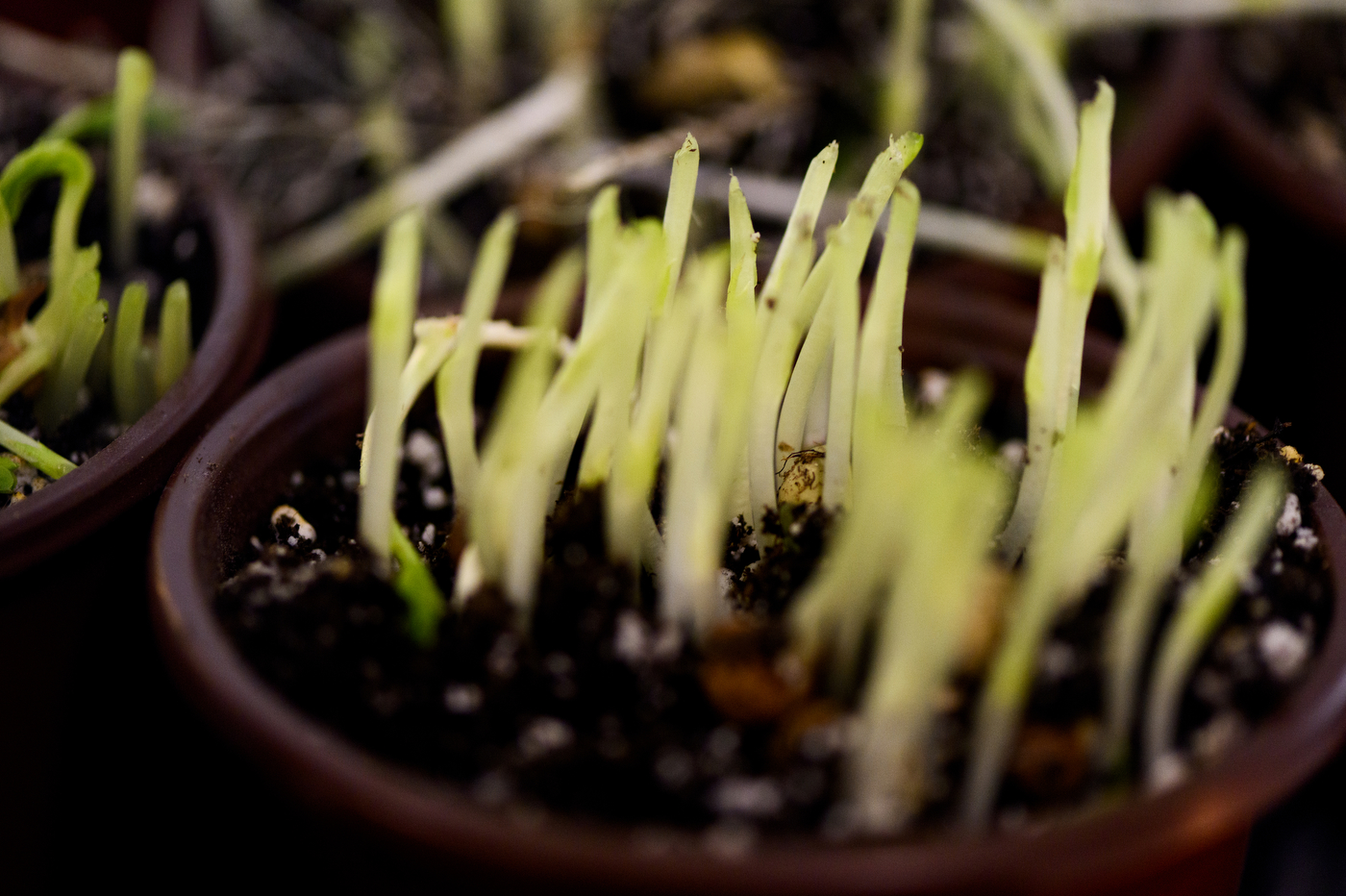 up close shot of microgreens growing in dirt