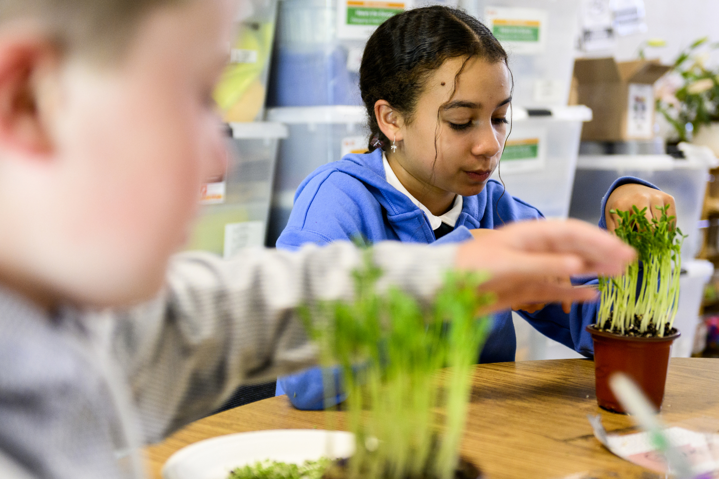 students working with microgreens