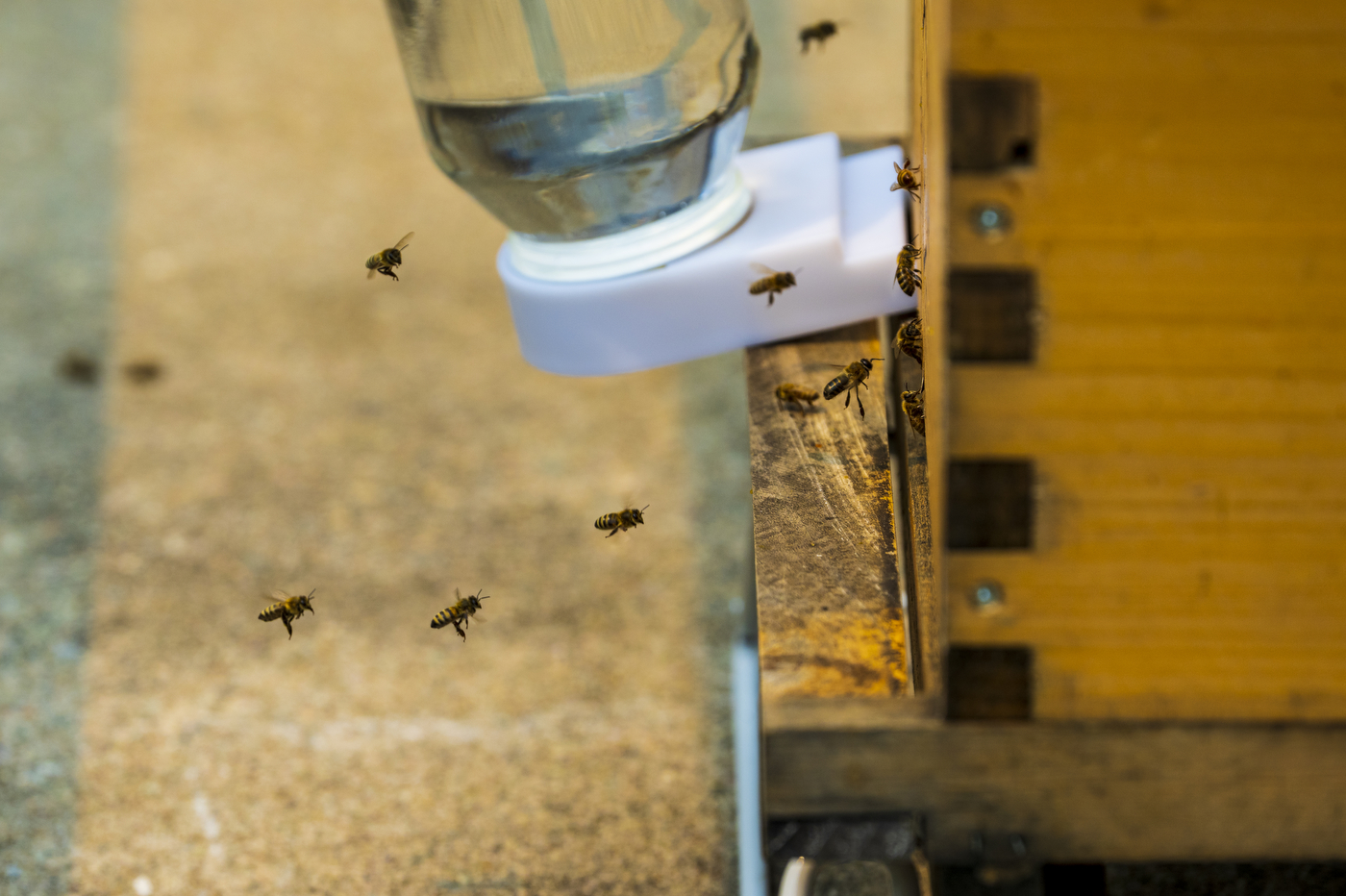 bees buzzing around a bee hotel