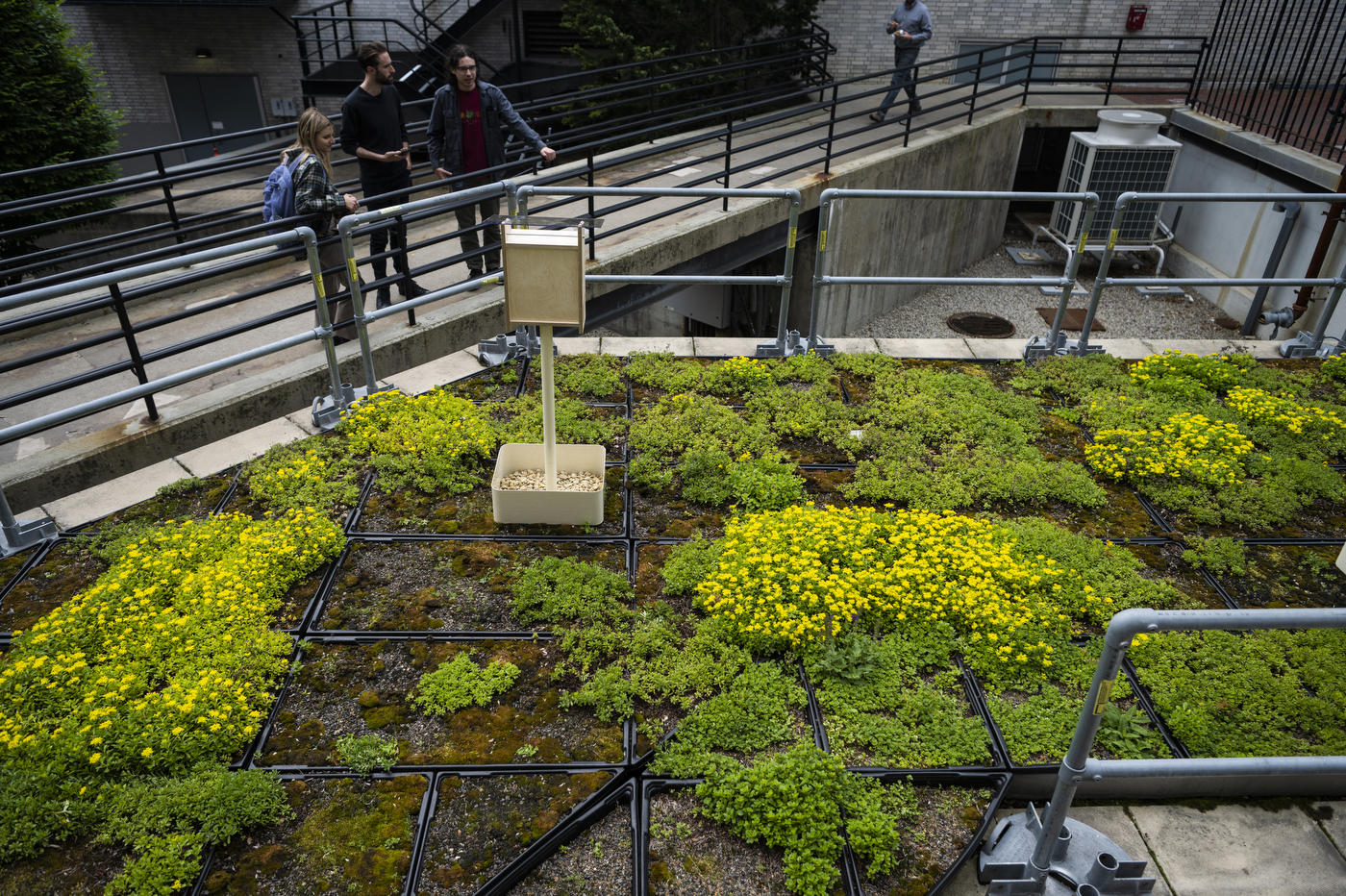 bee hotels on a green roof