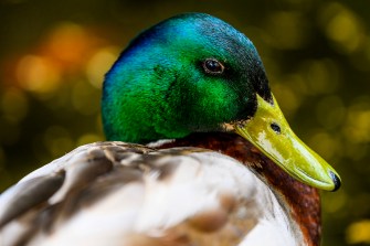 A closeup of a mallard