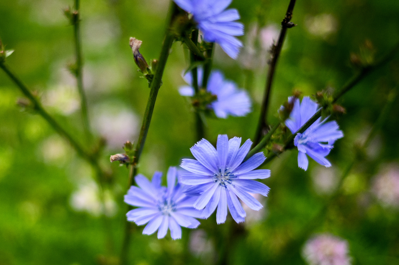 purple-blue flowers in Kevin W. Fitzgerald Park