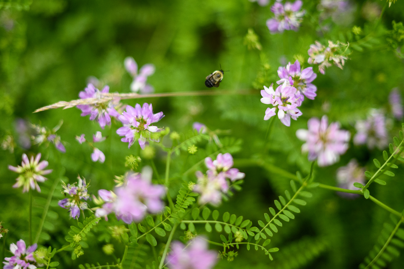 bumblebee flying around pink flowers