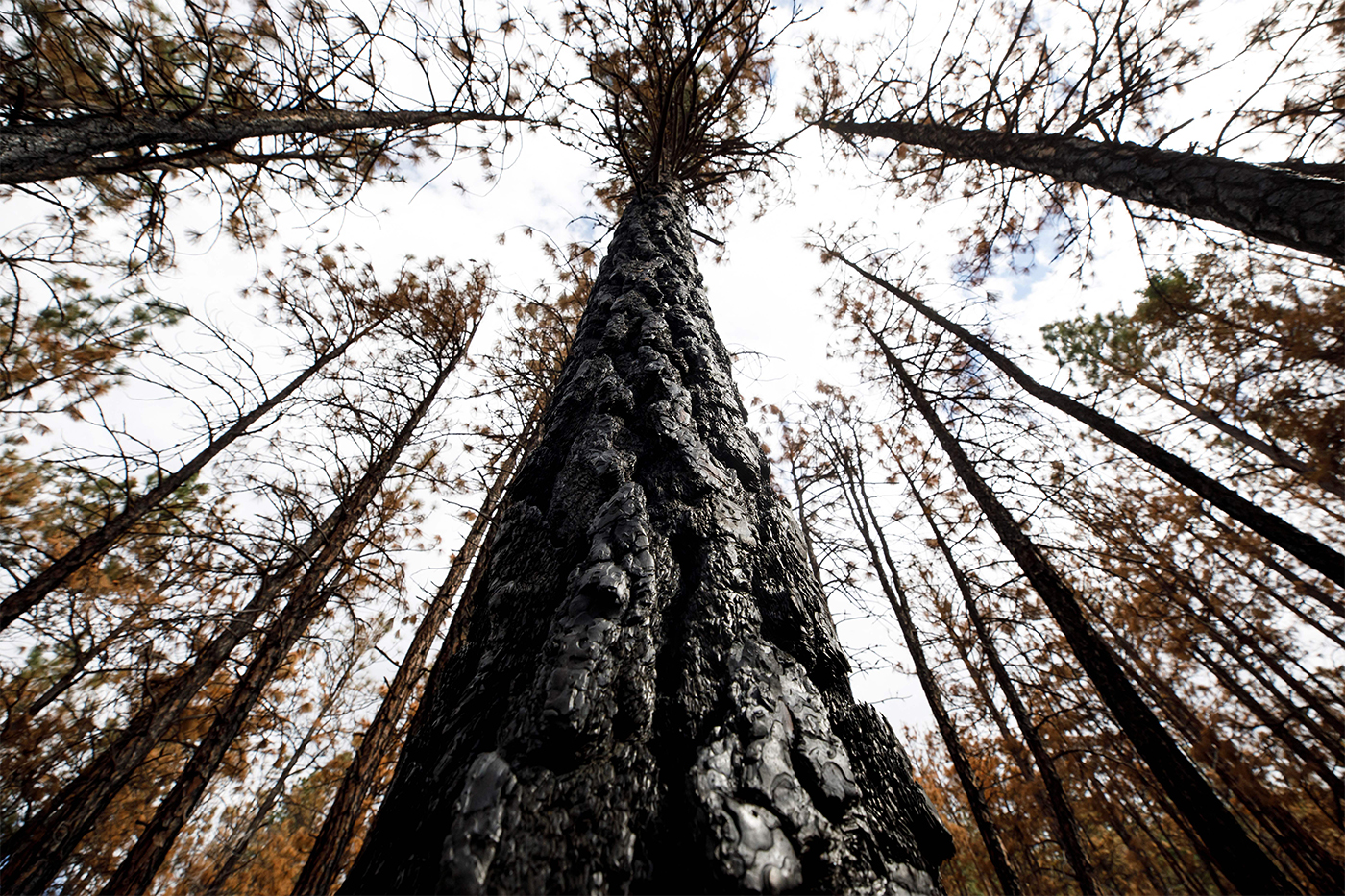 burnt trees in a forest