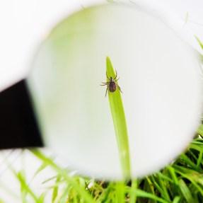 a tick on a blade of grass under a microscope