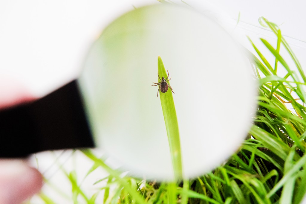 a tick on a blade of grass under a microscope