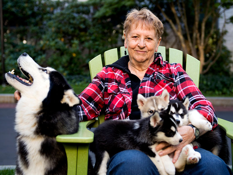 king husky with his breeder and three husky puppies