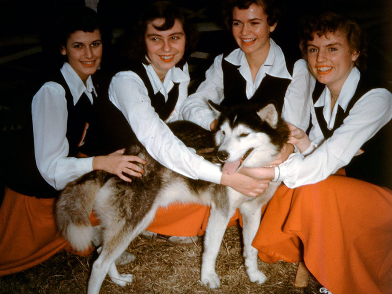 northeastern cheerleaders with king husky