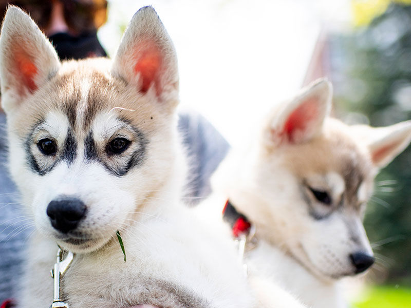 husky puppies