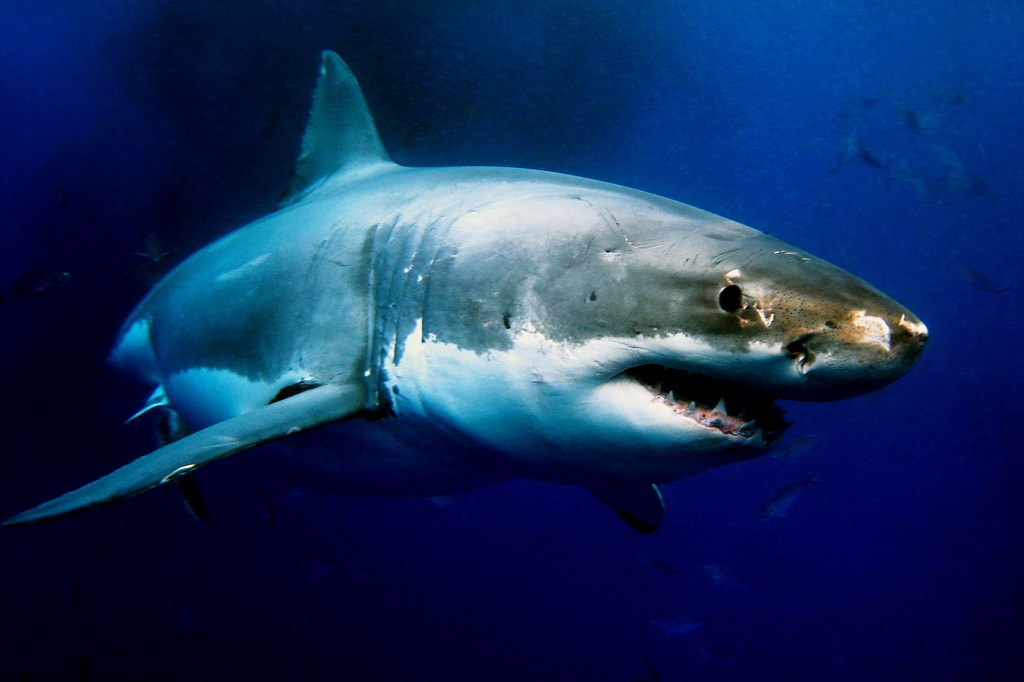 great white shark