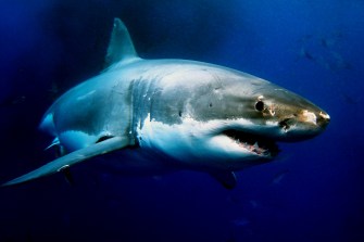 great white shark