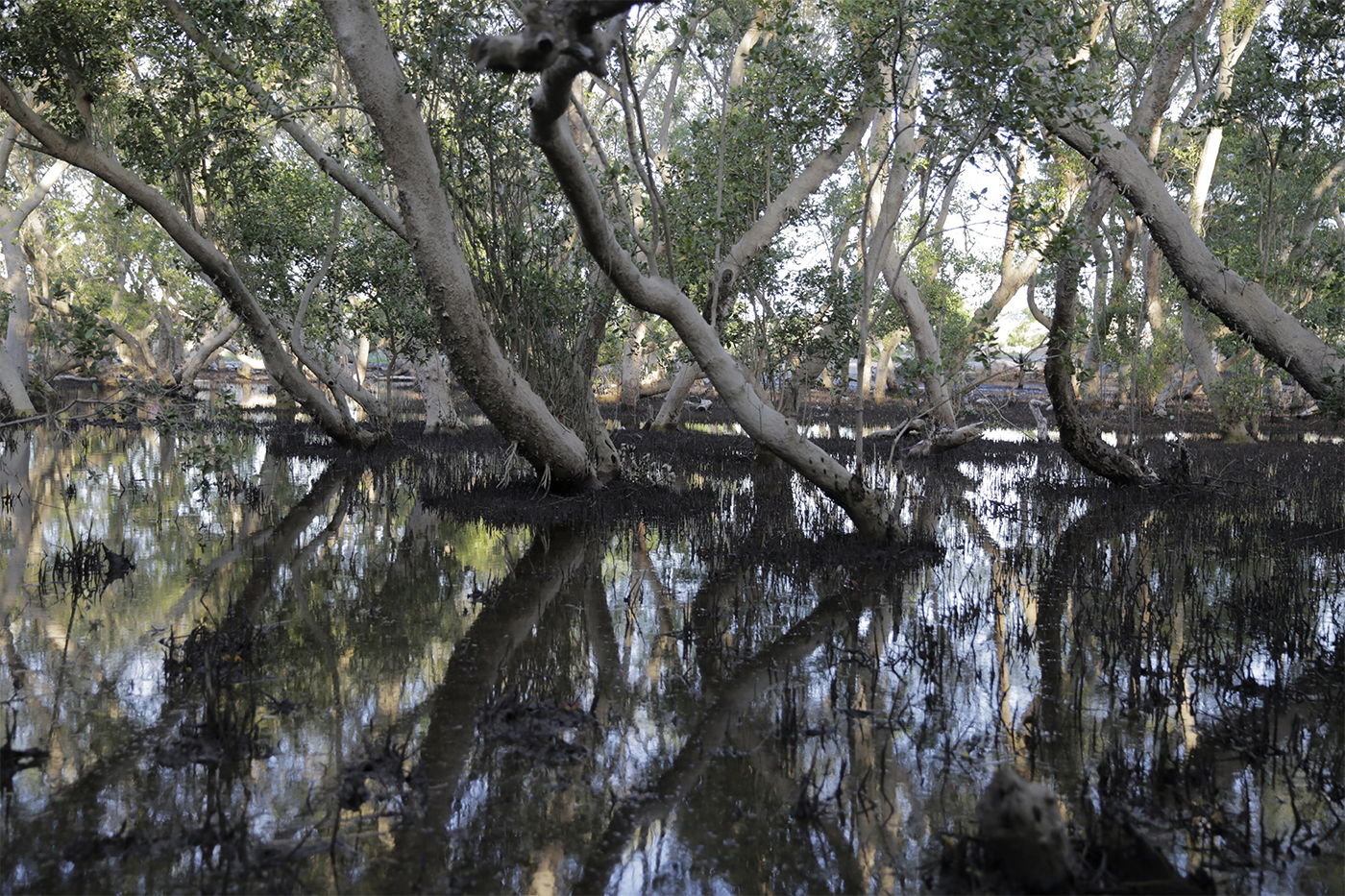 mangroves in Kenya