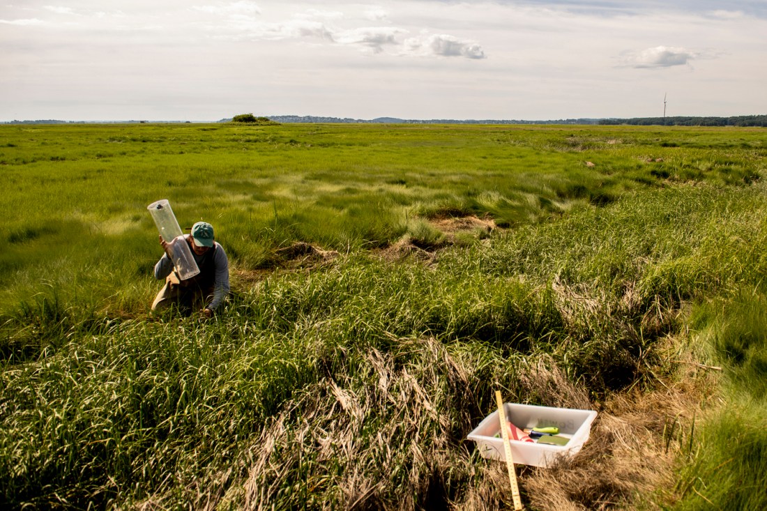 Johanna L'Heureux working in the field at Plum Island Estuary