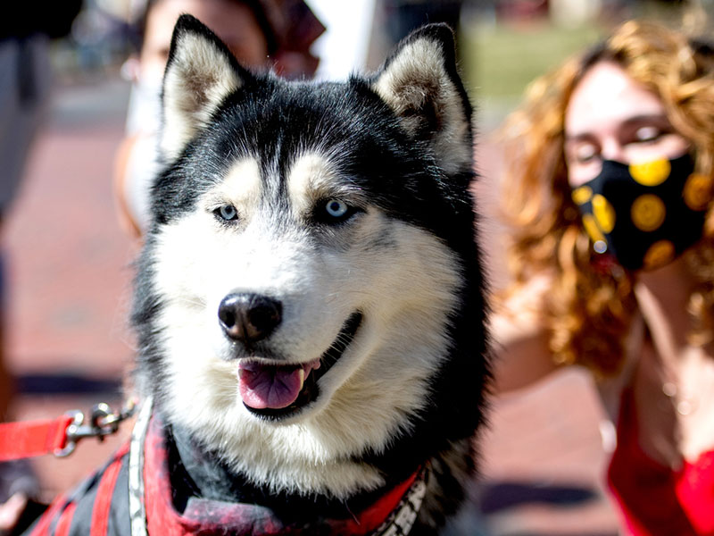 king husky being petted by a student