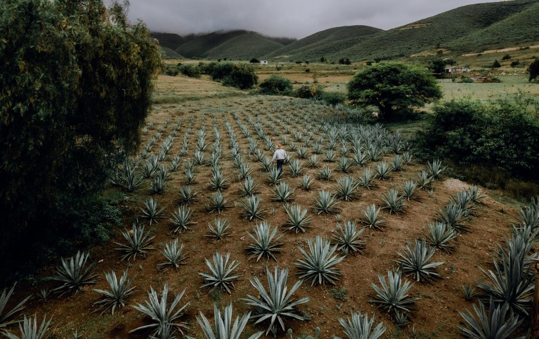 farmer walking through agave field