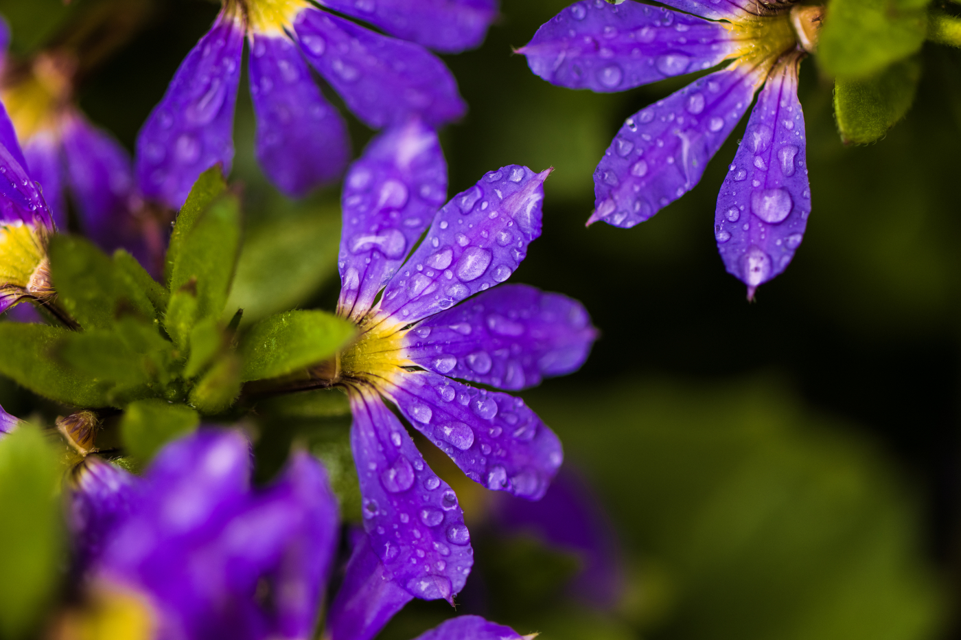 Raindrops collect on flowers in the arboretum on Northeastern’s Boston campus.