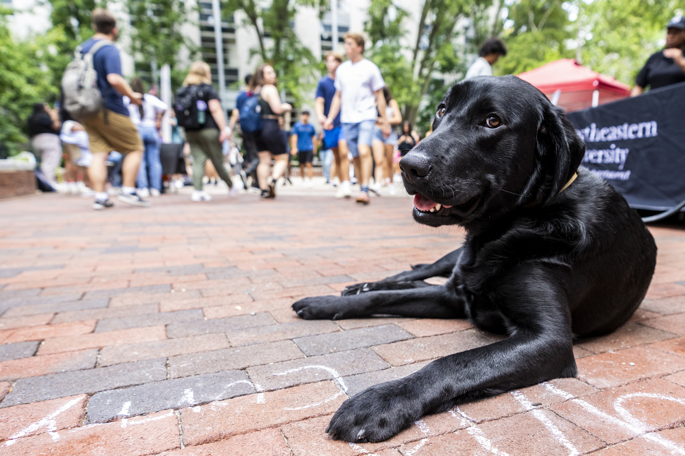 Sarge laying on the ground