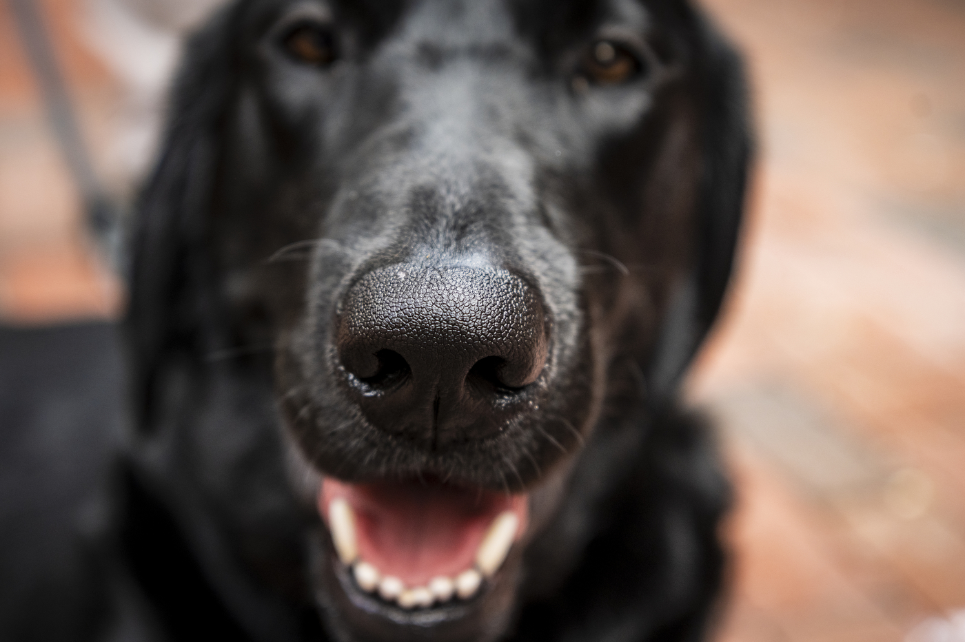 A close-up of Sarge smiling