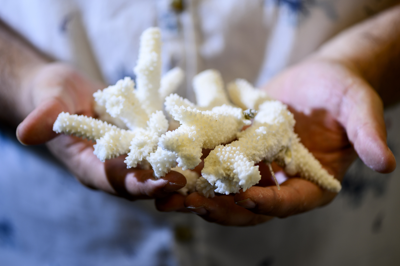 White corals in someones hands.