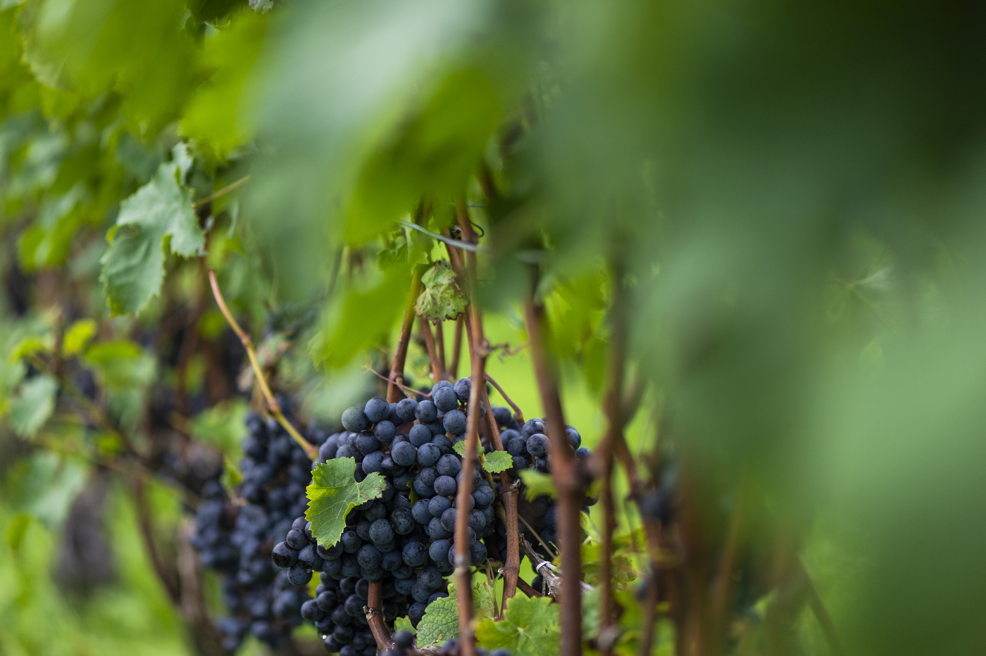 Grapes in Greenvale Vineyard.