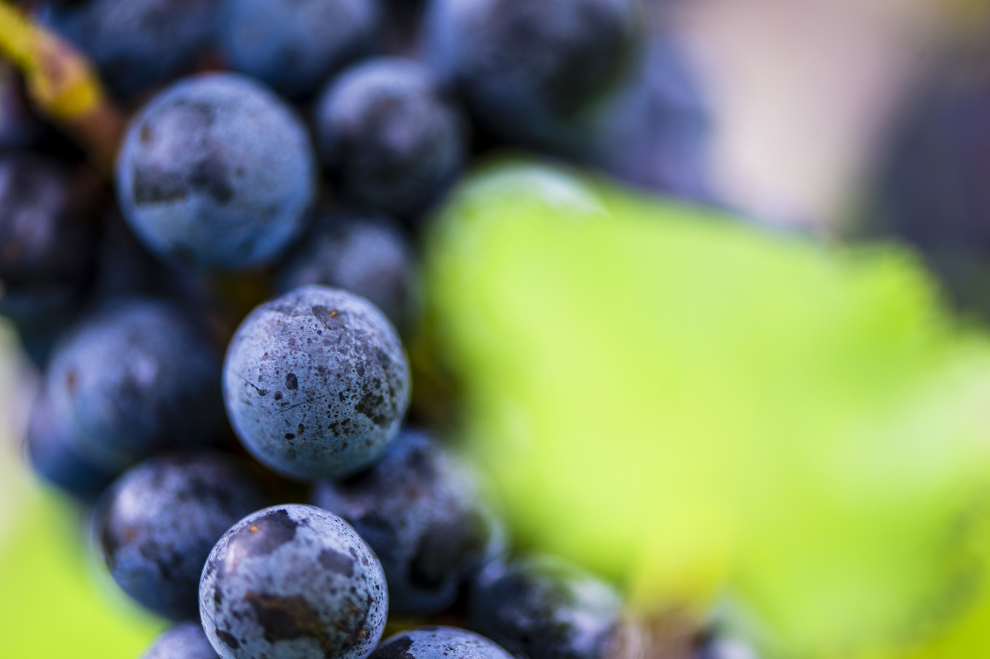 Grapes at Greenvale Vineyard in Portsmouth.