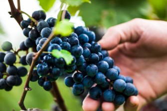 Person holding grapes in a vineyard.