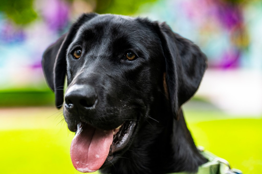 Sarge, a black lab