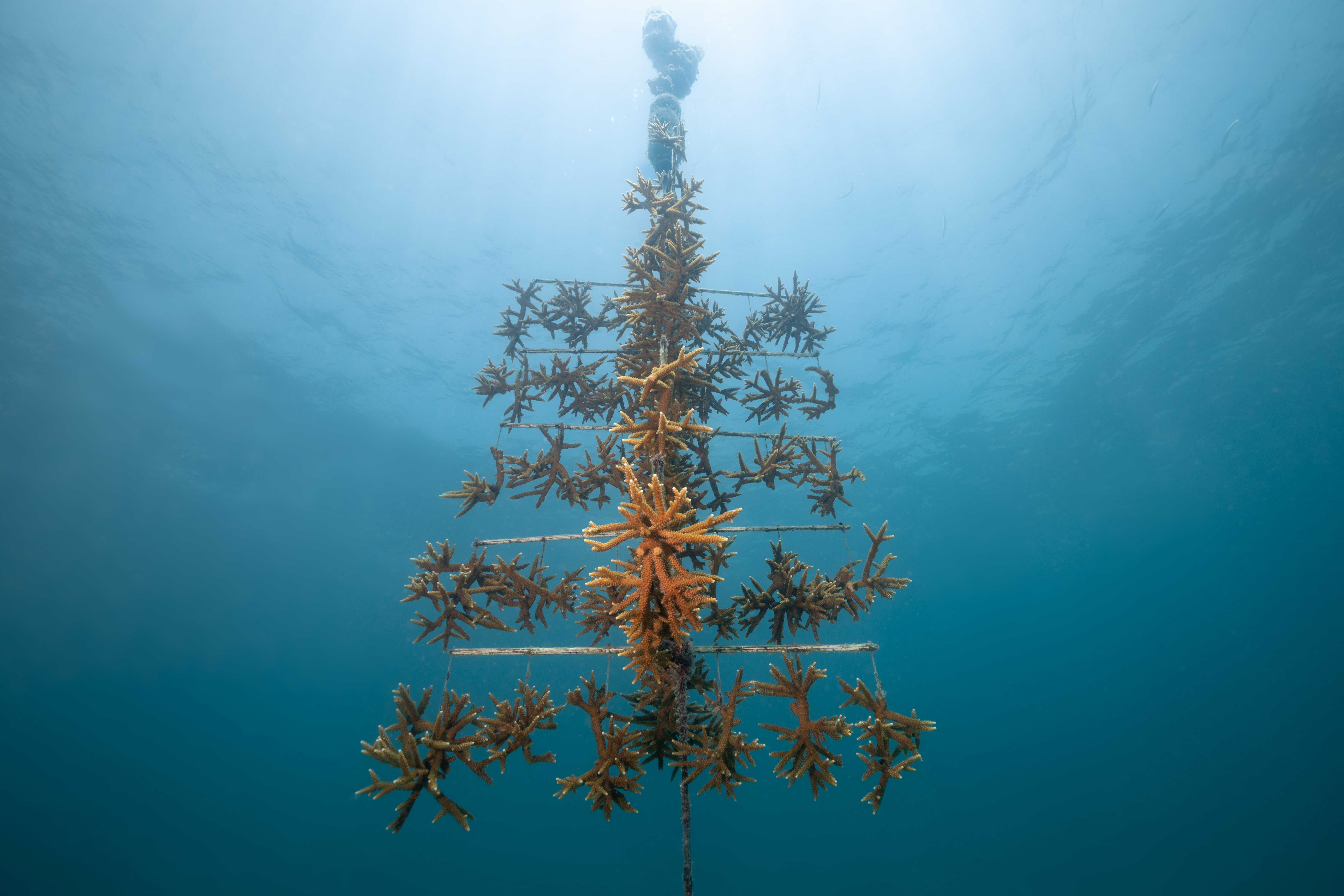 Corals growing in an underwater nursery. 