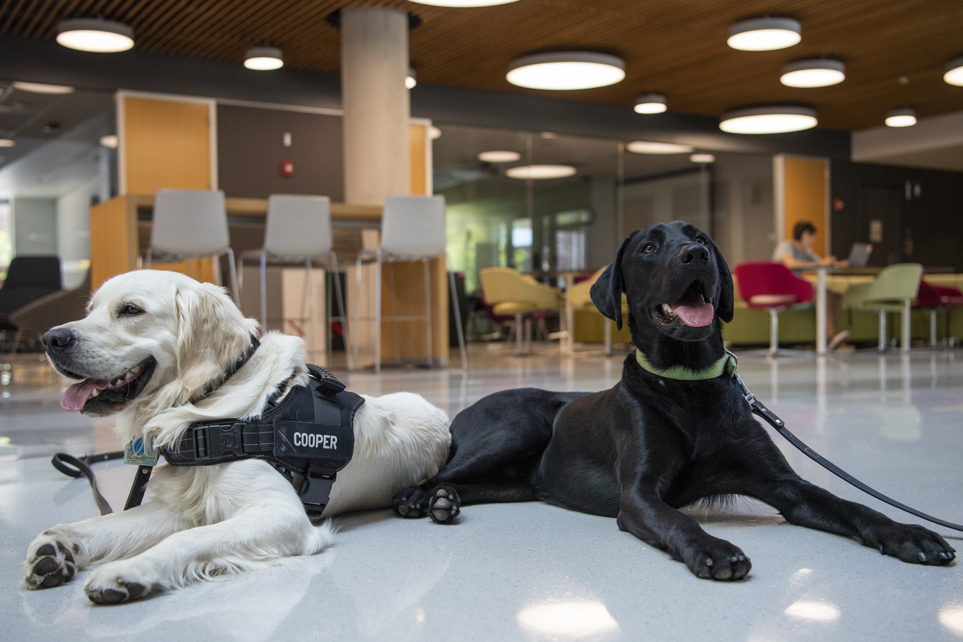 Cooper and Sarge sitting next to each other