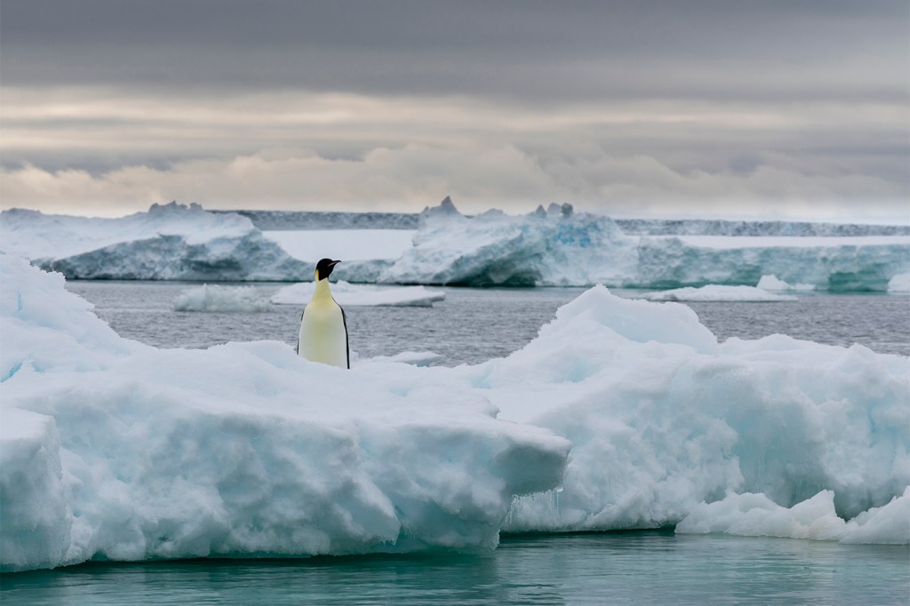 emperor penguin on iceberg