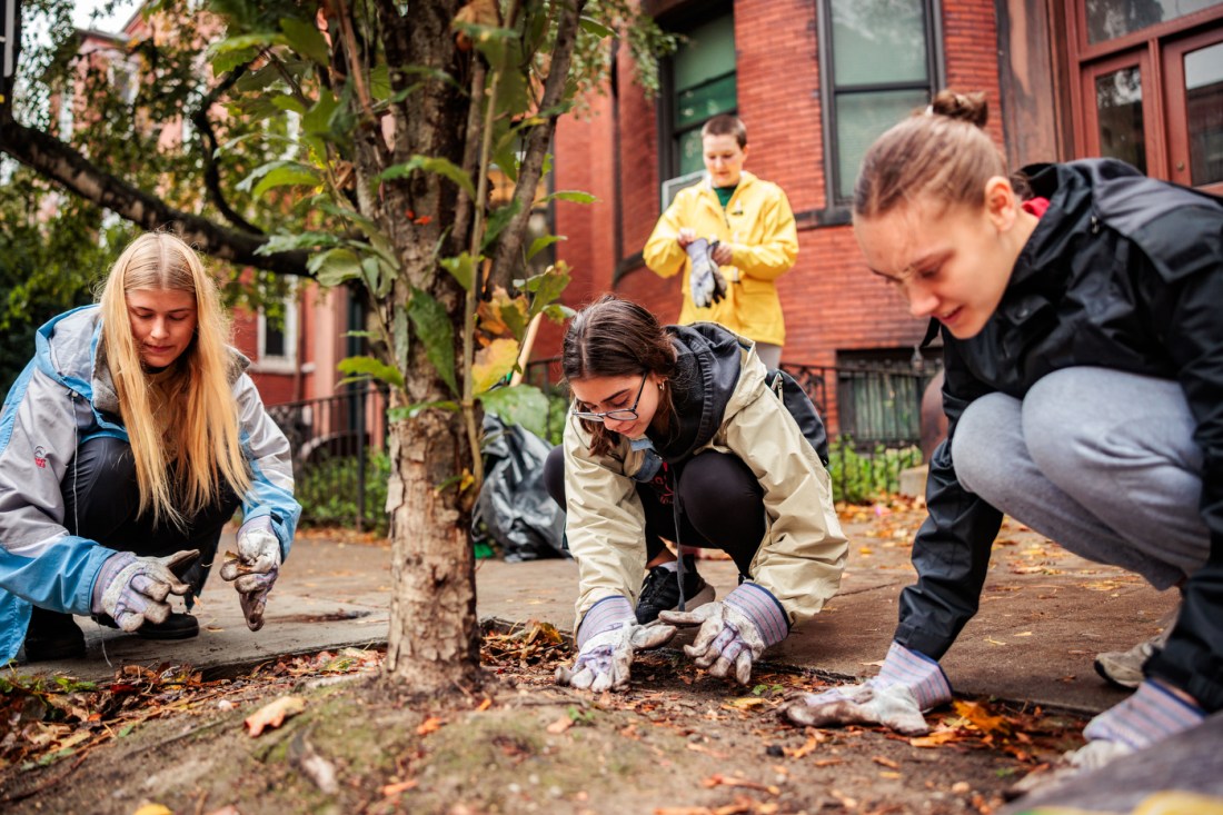 Students mulching around the base of a tree.