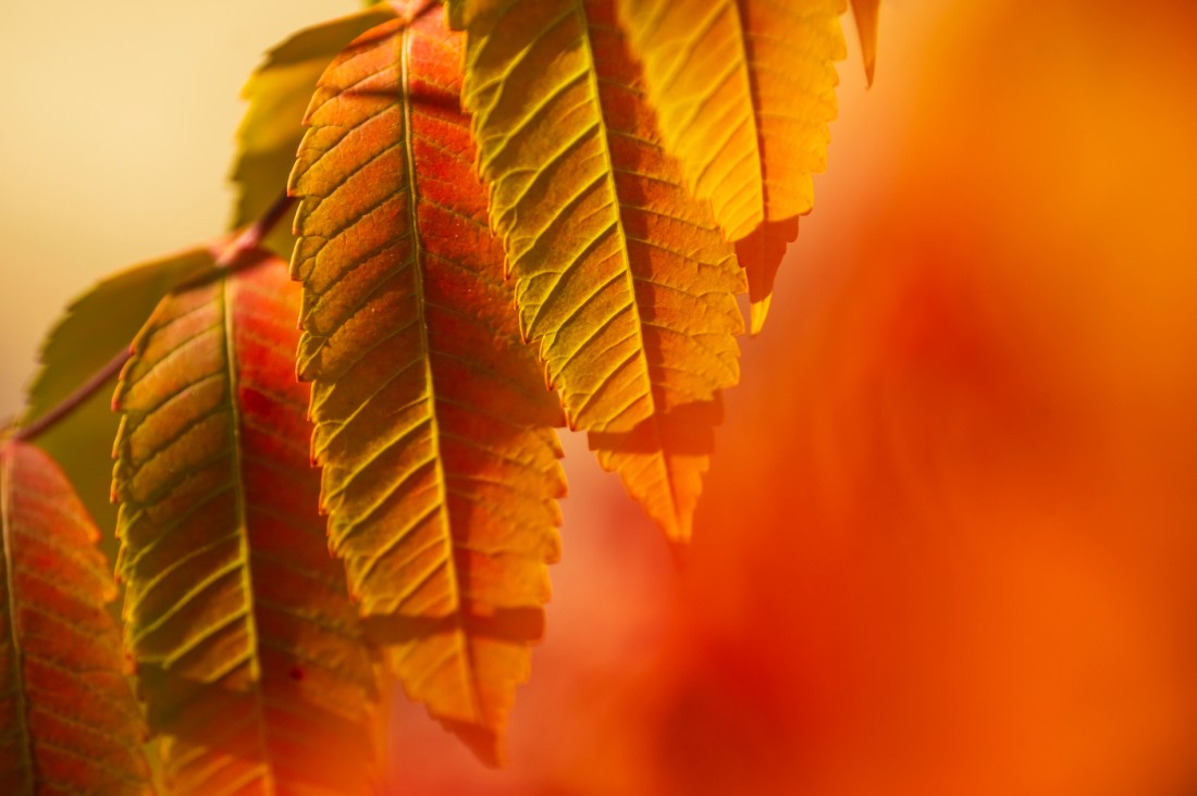 Leaves in fall colors.