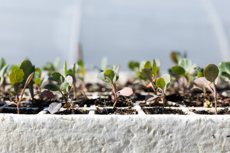 Small sprouts growing in rows. 