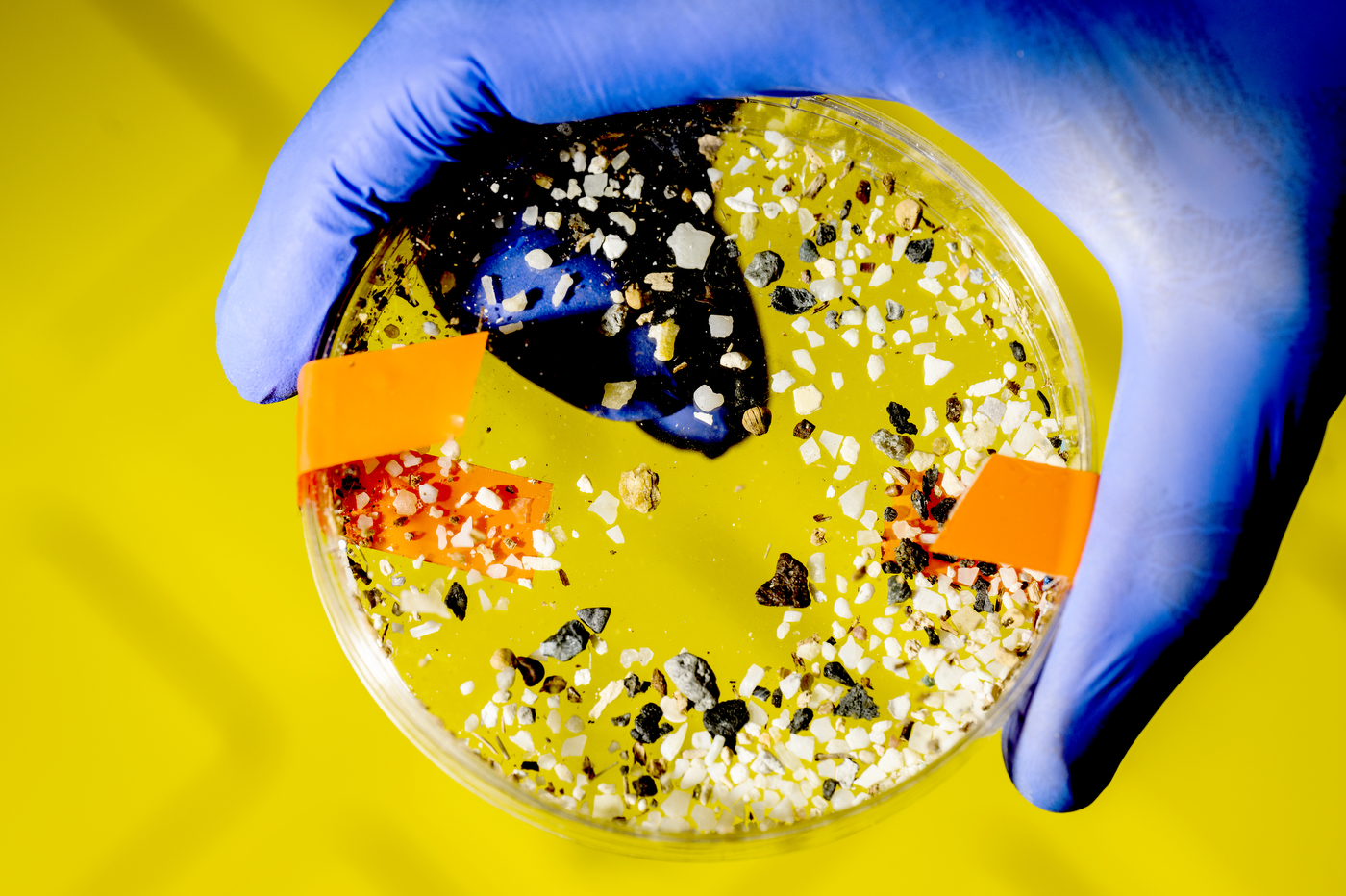 Microplastics in a petri dish. 