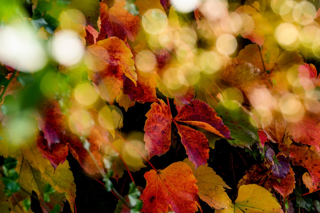 Fall foliage. 
