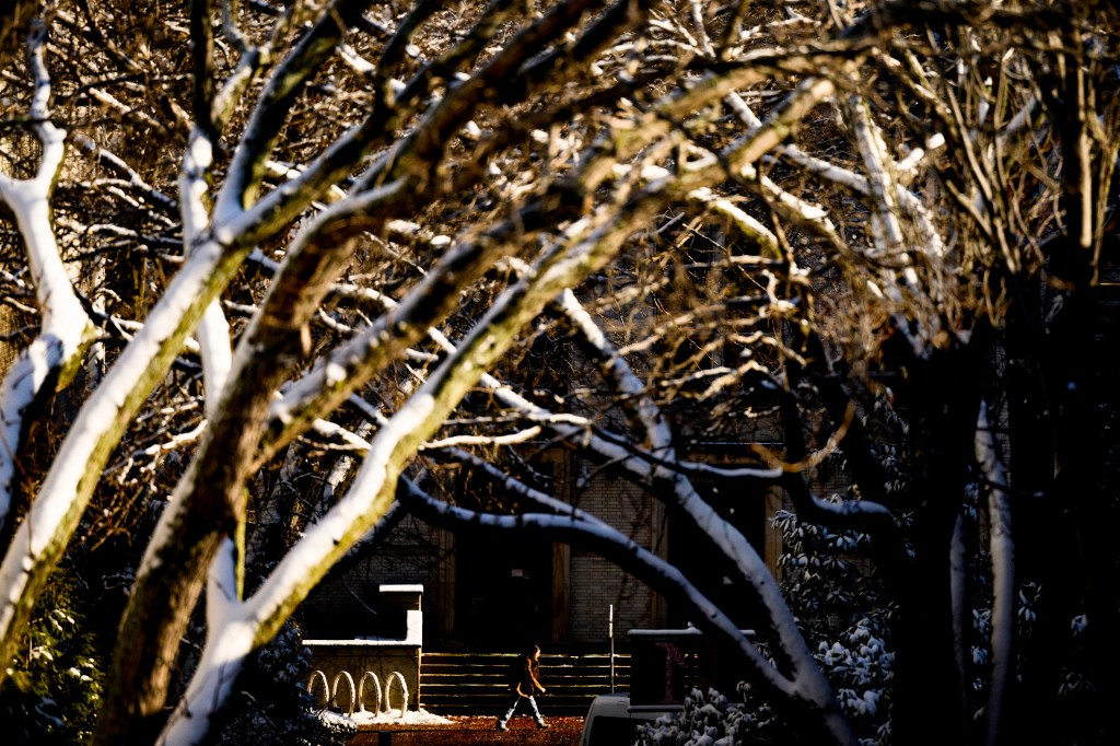 Tree boughs covered in snow in morning light on Northeastern's Boston campus.