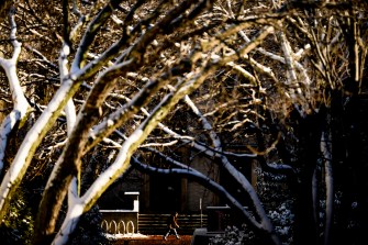 Tree boughs covered in snow in morning light on Northeastern's Boston campus.