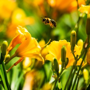 Bee pollenating a yellow flower.