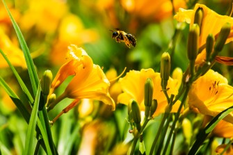 Bee pollenating a yellow flower.