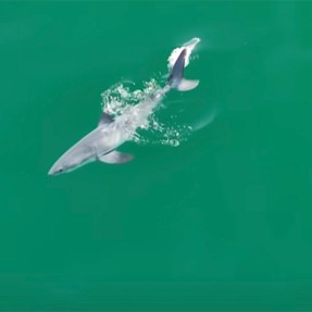 A presumed baby great white shark in the ocean.