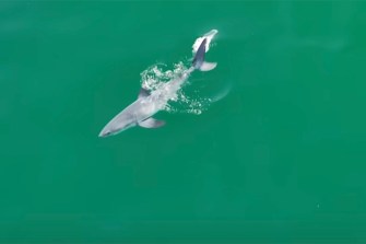 A presumed baby great white shark in the ocean.