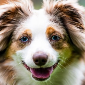 A miniature Austrian shepherd.