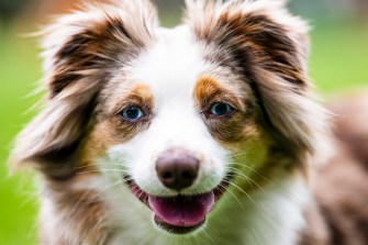 A miniature Austrian shepherd.