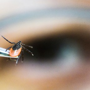 A tick being held up in tweezers.